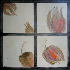 a Zuber: Freche Frchtchen - Physalis (80 x 80 cm)