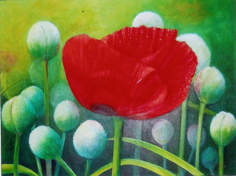 Annerose Faas: Mohn [60x80cm]