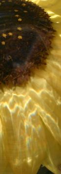 Martina Karl: Unterwasser-Sonnenblume