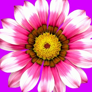 Petra Riesener: Pinkfarbene SommerblumeFreigestellte Blte