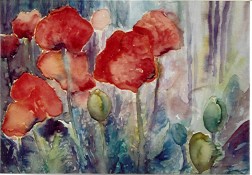 Hans-Joachim Kanitz: Roter MohnMohnbl?ten  Aquarell auf Karton 300 g/qm 50 x 65 cm