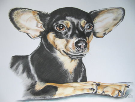 Gaby Lukas: Chihuahua liegendHundeportrait in Pastellkreide A 3