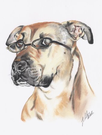 Gaby Lukas: Hund mit BrilleHundeportrait in A 4 Pastell