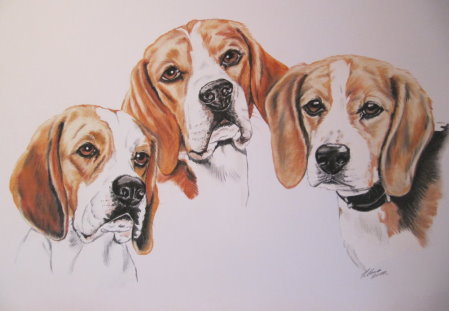 Gaby Lukas: Beagle in Pastellkreide