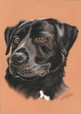 Gaby Lukas: LabradorHundeportrait in Kohle A 3