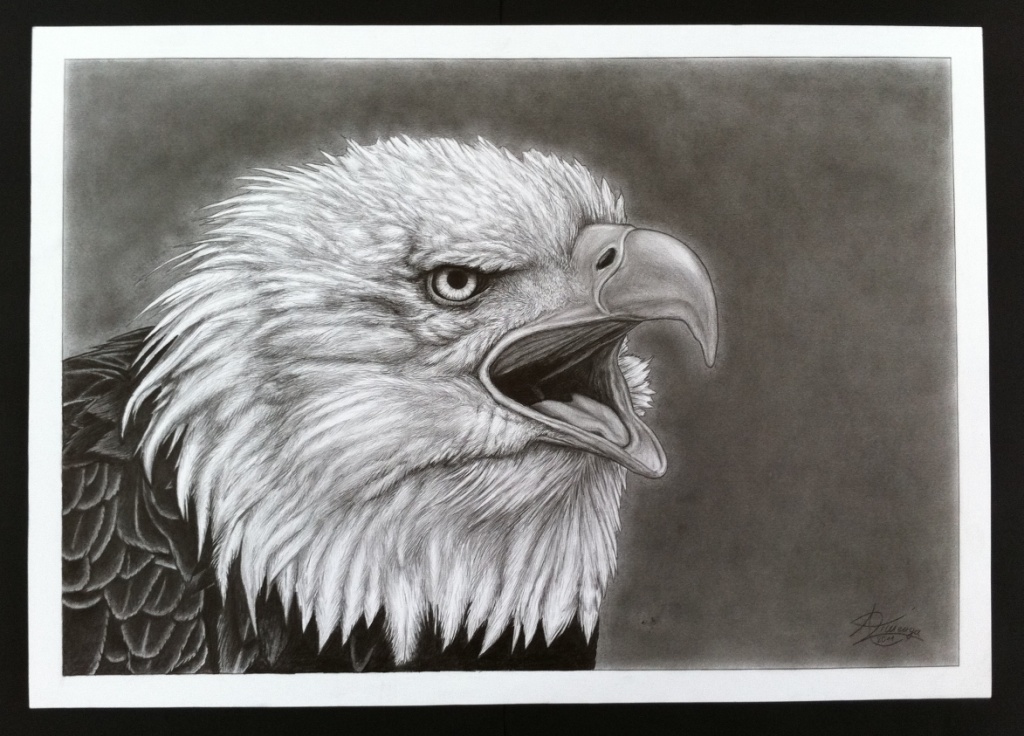 Andre Zimenga: Schreiender Adler (2011)Dargestellt ist ein schreiender Weisskopfseeadler. Das Bildformat betraegt A2.  Es handelt sich hierbei um aufwendige Bleistiftzeichnung auf Zeichenpapier.