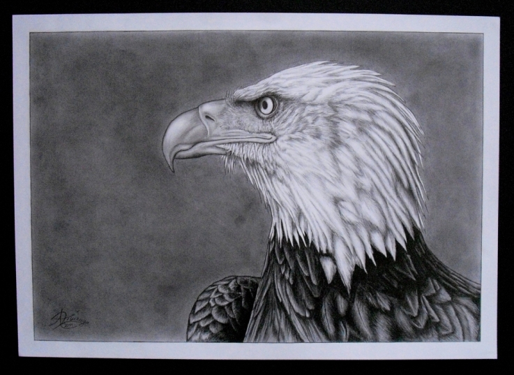 Andre Zimenga: Beute im Vizier (2011)Dartgestellt ist hier ein Weisskopfseeadler, welcher mit seinem scharfen Blick seine Beute fixiert. Es handelt sich um eine Bleistiftzeichnung auf Zeichenpapier im Format A3. 