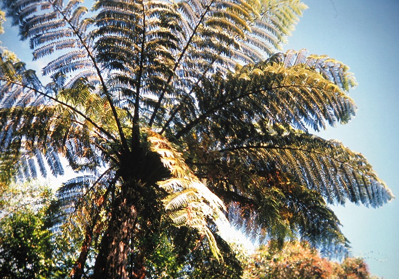 a Aabeck-Ackermann: Neuseeland BaumfarnFotografie aus dem K?nstlerbuch Aotearoa. Mit Pinsel, Palette und Kamera durch Neuseeland. 22. Druck der Elke Rehder Presse, 2010. 100 nummerierte und signierte Exemplare.