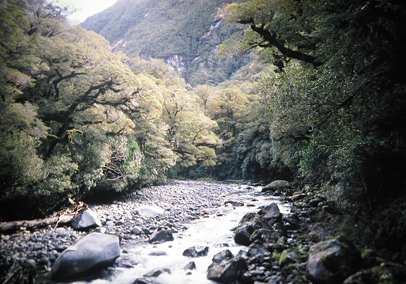 a Aabeck-Ackermann: Neuseeland - alte Buchen am FlussFotografie aus dem K?nstlerbuch Aotearoa. Mit Pinsel, Palette und Kamera durch Neuseeland. 22. Druck der Elke Rehder Presse, 2010. 100 nummerierte und signierte Exemplare.