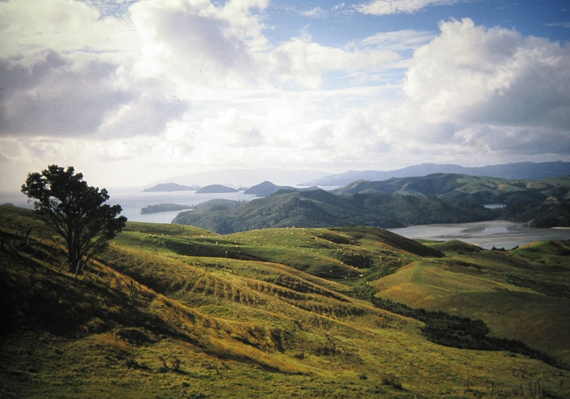 a Aabeck-Ackermann: Neuseeland - Weiden auf der Coromandel HalbinselFotografie aus dem K?nstlerbuch Aotearoa. Mit Pinsel, Palette und Kamera durch Neuseeland. 22. Druck der Elke Rehder Presse, 2010. 100 nummerierte und signierte Exemplare.