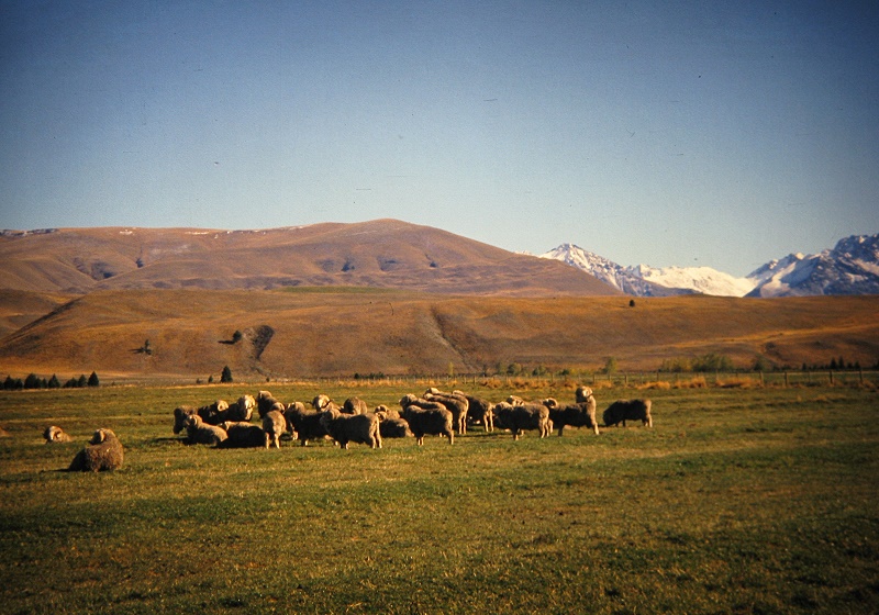 a Aabeck-Ackermann: Neuseeland - Schafe in den Canterbury MountainsFotografie aus dem K?nstlerbuch Aotearoa. Mit Pinsel, Palette und Kamera durch Neuseeland. 22. Druck der Elke Rehder Presse, 2010. 100 nummerierte und signierte Exemplare.