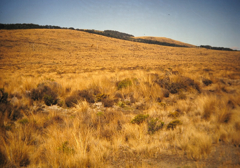 a Aabeck-Ackermann: Neuseeland - Tussock GrasFotografie aus dem K?nstlerbuch Aotearoa. Mit Pinsel, Palette und Kamera durch Neuseeland. 22. Druck der Elke Rehder Presse, 2010. 100 nummerierte und signierte Exemplare.