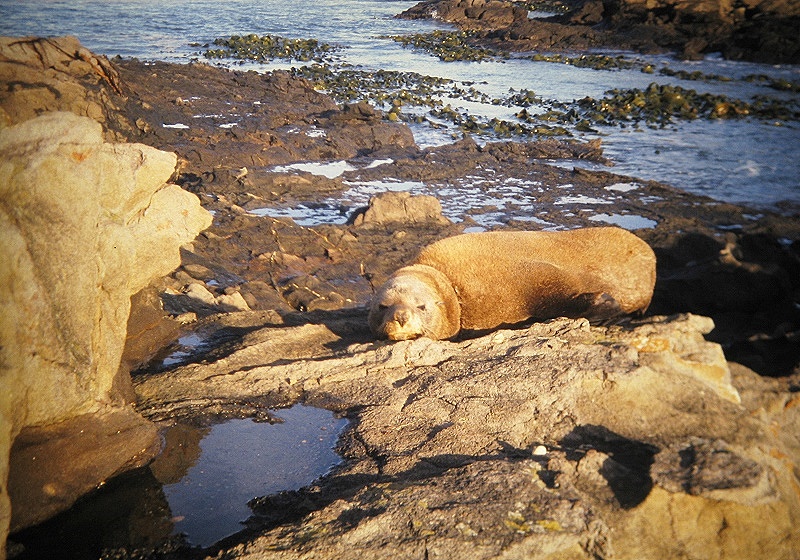 a Aabeck-Ackermann: Neuseeland - Robbe in der Bucht der PinguineFotografie aus dem K?nstlerbuch Aotearoa. Mit Pinsel, Palette und Kamera durch Neuseeland. 22. Druck der Elke Rehder Presse, 2010. 100 nummerierte und signierte Exemplare.