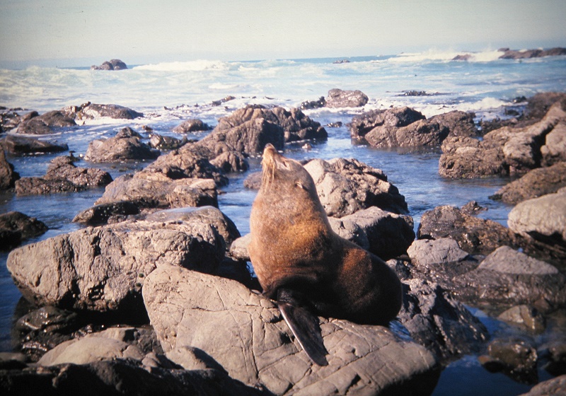 a Aabeck-Ackermann: Neuseeland S?dinsel - Robbe an der K?Fotografie aus dem K?nstlerbuch Aotearoa. Mit Pinsel, Palette und Kamera durch Neuseeland. 22. Druck der Elke Rehder Presse, 2010. 100 nummerierte und signierte Exemplare.