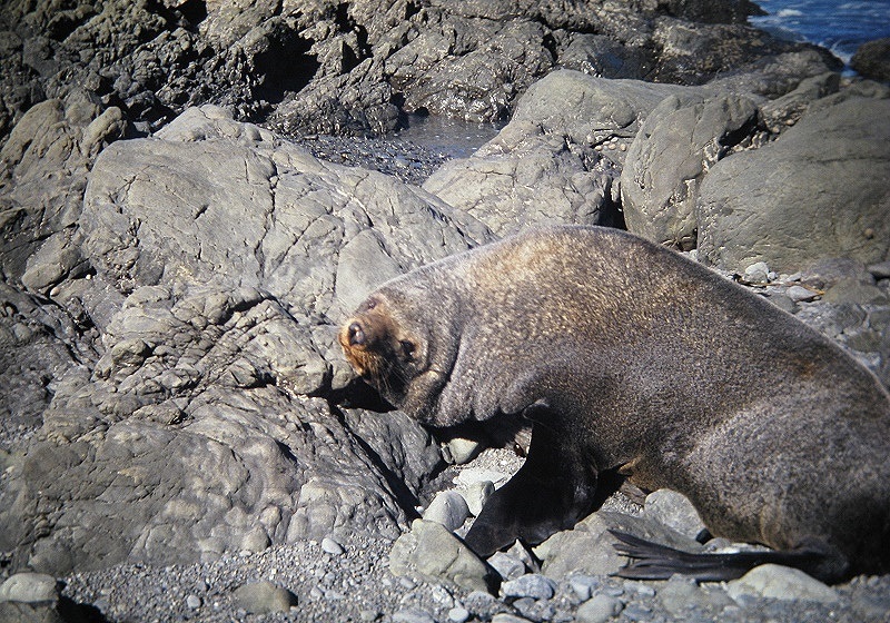 a Aabeck-Ackermann: Neuseeland S?dinsel - Robbe auf FelsenFotografie aus dem K?nstlerbuch Aotearoa. Mit Pinsel, Palette und Kamera durch Neuseeland. 22. Druck der Elke Rehder Presse, 2010. 100 nummerierte und signierte Exemplare.