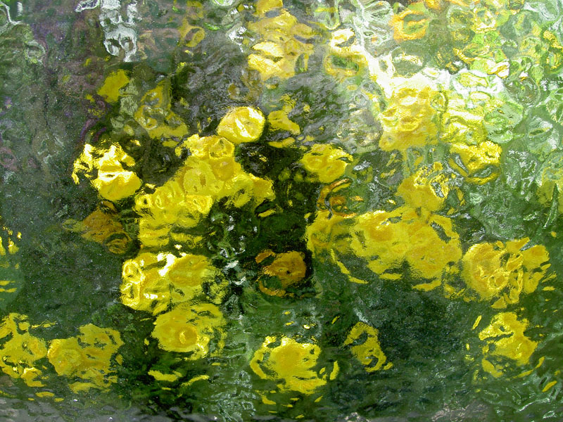 a Pilsak: GlasblumenBlumen hinter Gew?chshausglas