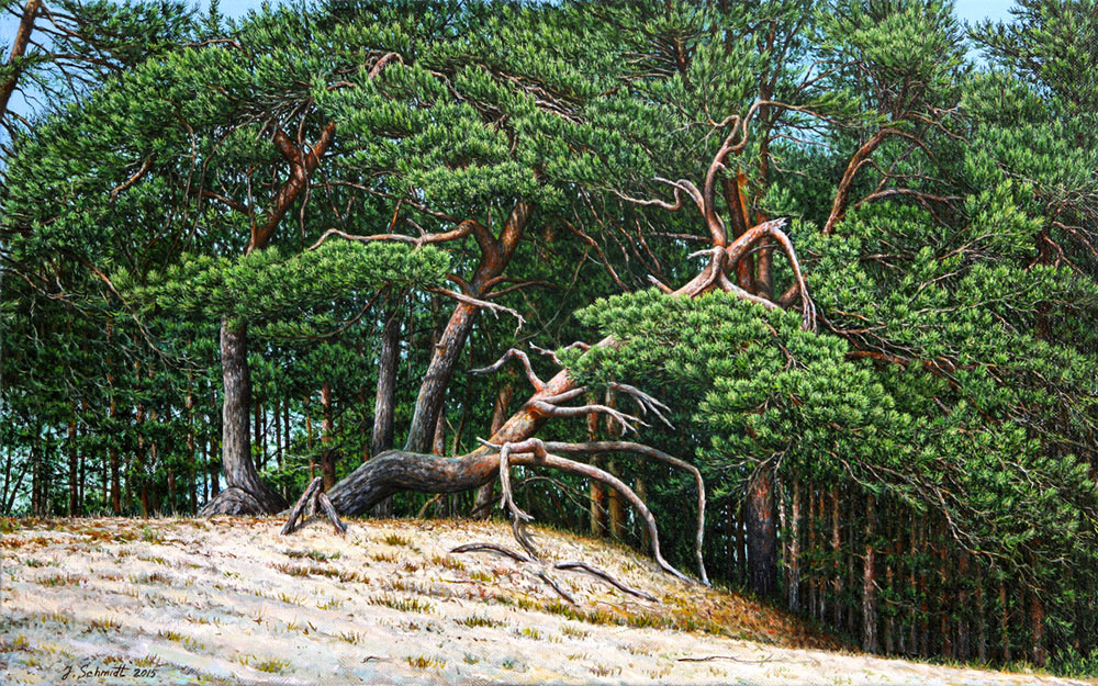 Juergen Schmidt: Kiefern auf den Sandduenen 2015, 80/50 cm, Oel, Leinwand, Unikat, datiert, signiert