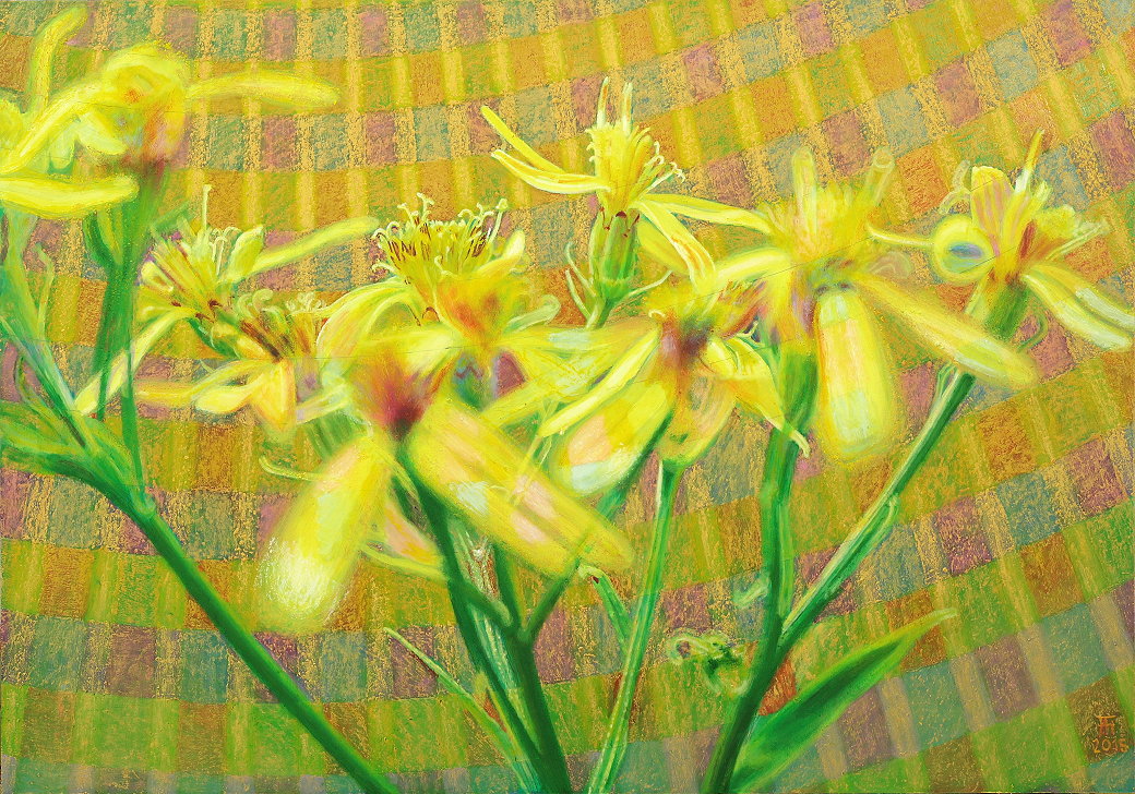 Fred Hahn: Lichtblume 1 (Harzgreiskraut)Oil, Goldpastell auf Holz, 2015, 70 x 100 cm