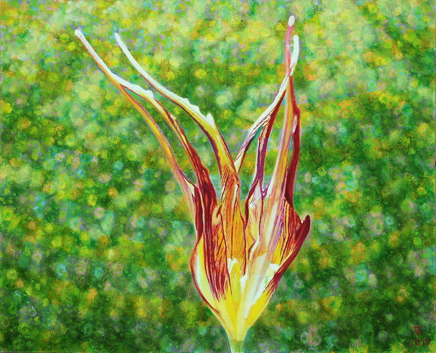 Fred Hahn: Tulipa AccuminataOel, Oelpastell auf Holz, 2019, 81 x 100 cm
